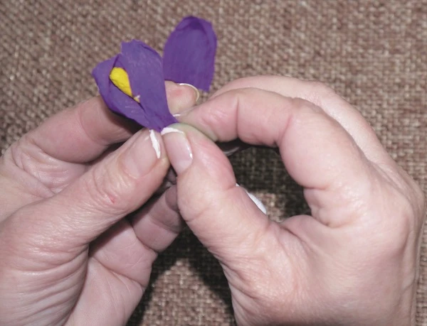 Крокуси з гофрованого паперу: майстер-клас для дітей Крокуси з гофрованого паперу — майстер-клас для дітей